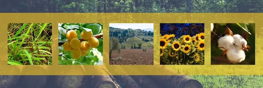 Using Forest Waste as an Alternative Fuel | DDS Calorimeters