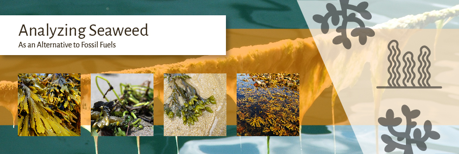 Analyzing Seaweed as an Alternative to Fossil Fuels