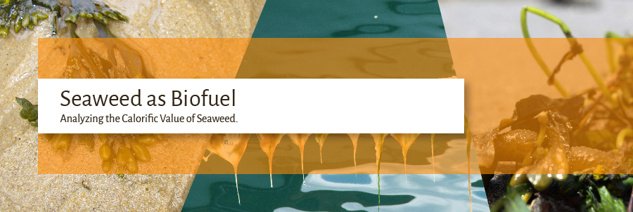 Analyzing Seaweed as an Alternative Fuel | DDS Calorimeters